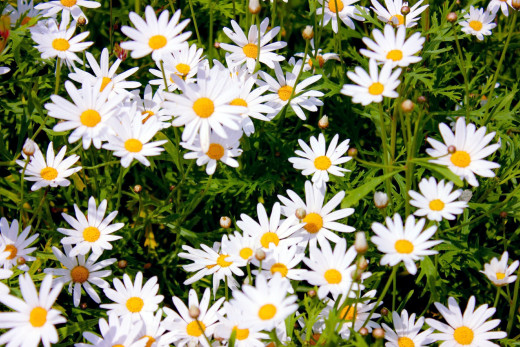 684536 (a): :1800x1200